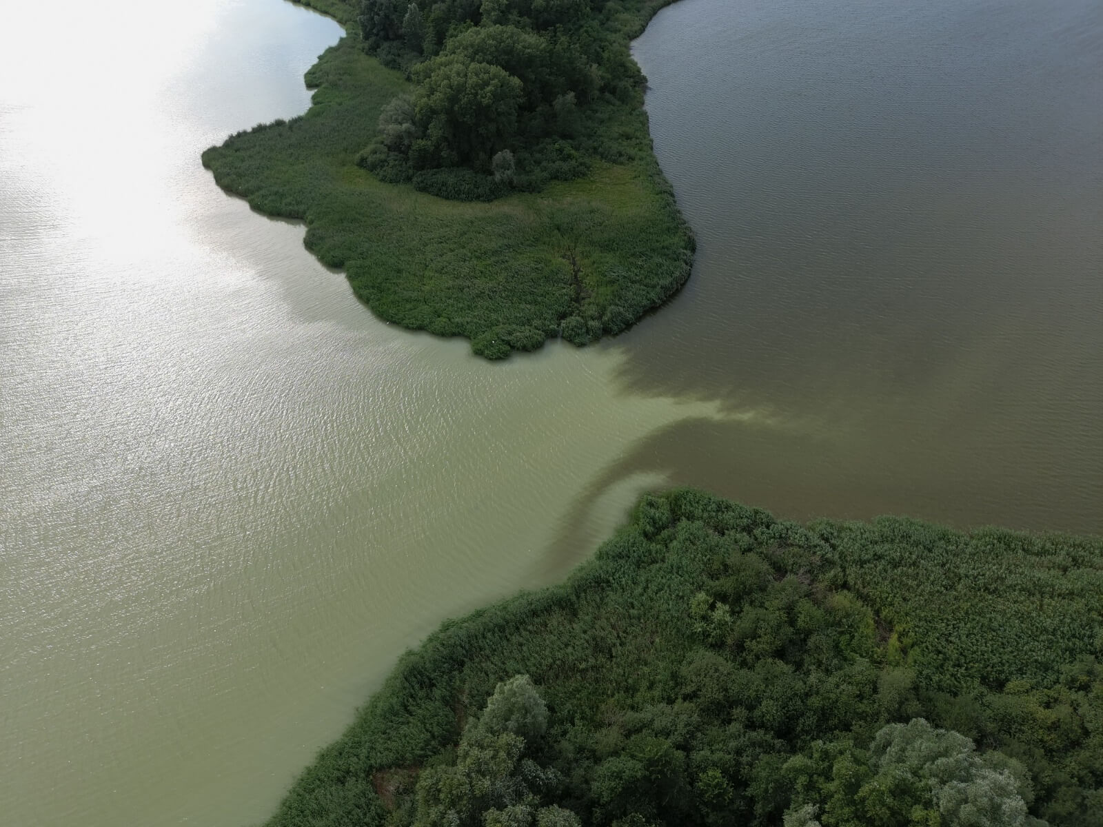 Działania WIOŚ w Bydgoszczy w sprawie podejrzenia zanieczyszczenia jeziora Gopło