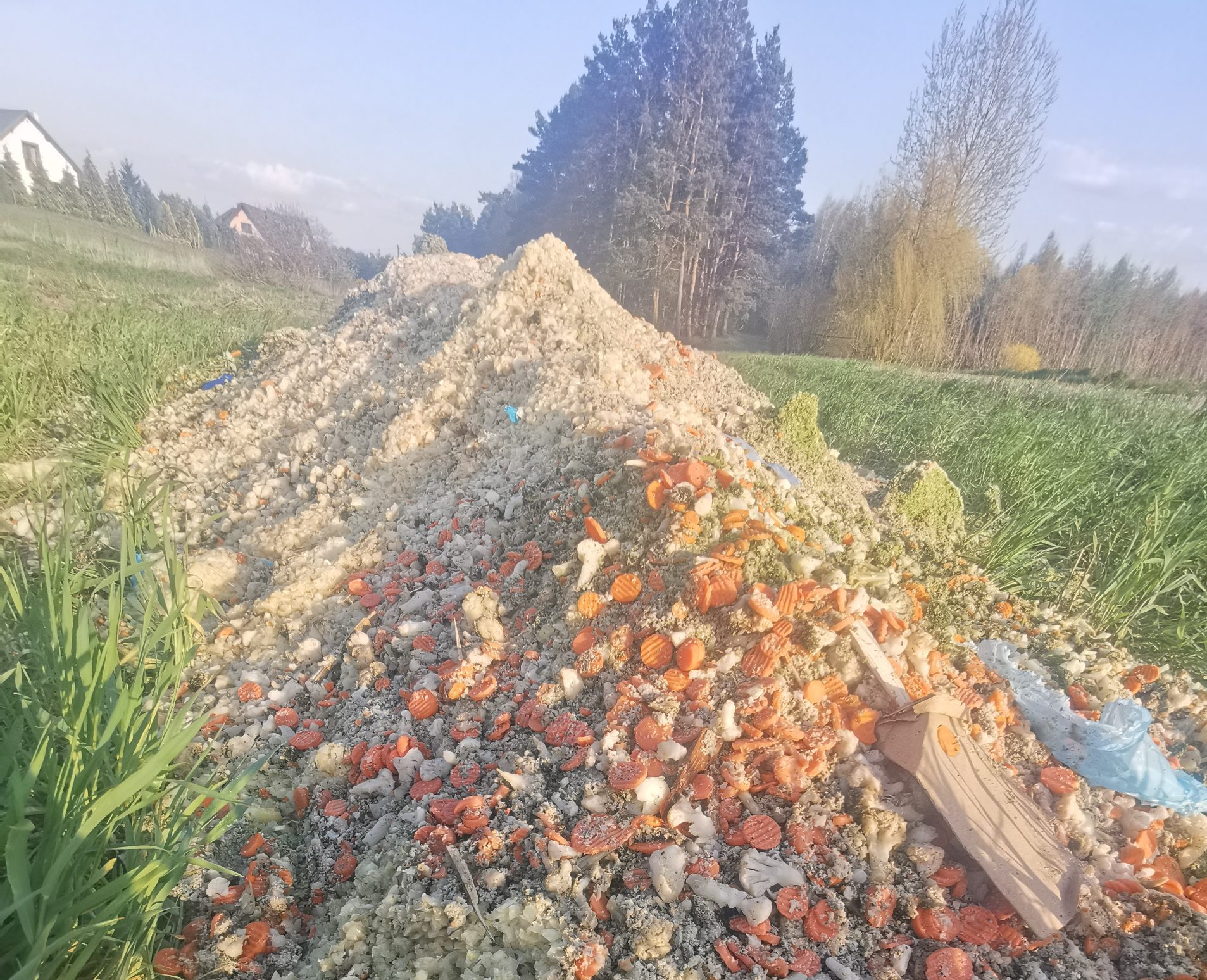 Odpady z przerobu warzyw wyrzucone na pole w m. Otowice