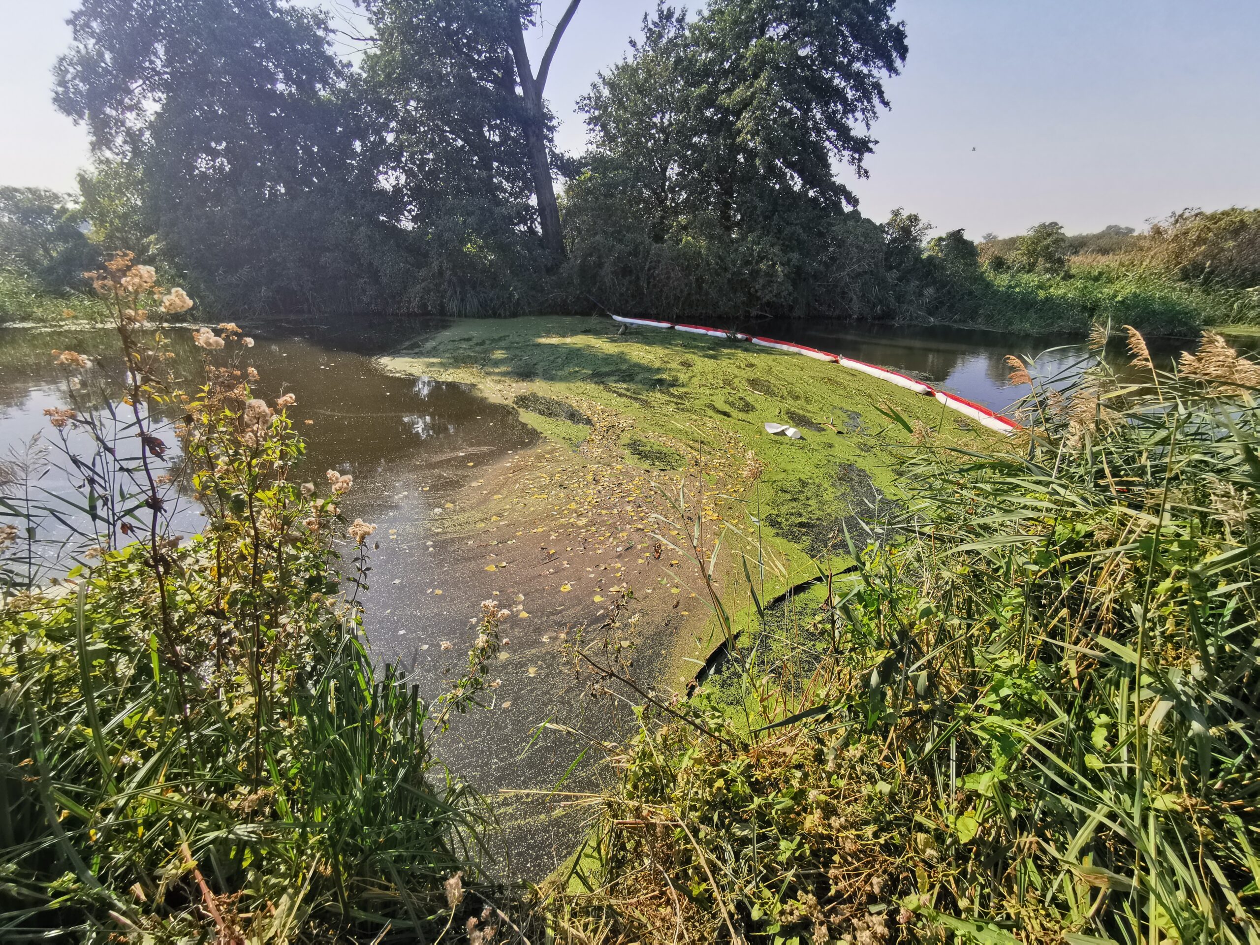 Wyniki kontroli prowadzonej po zanieczyszczeniu rz. Noteć